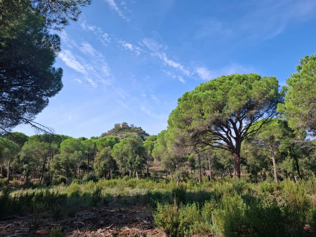 Bosc mediterrani